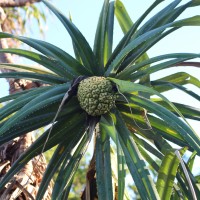 <i>Pandanus odorifer</i>  (Forssk.) Kuntze